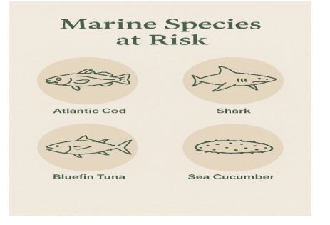 Groupers and Snappers