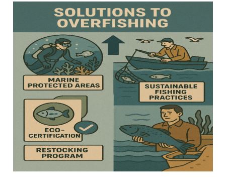  Solutions to overfishing
