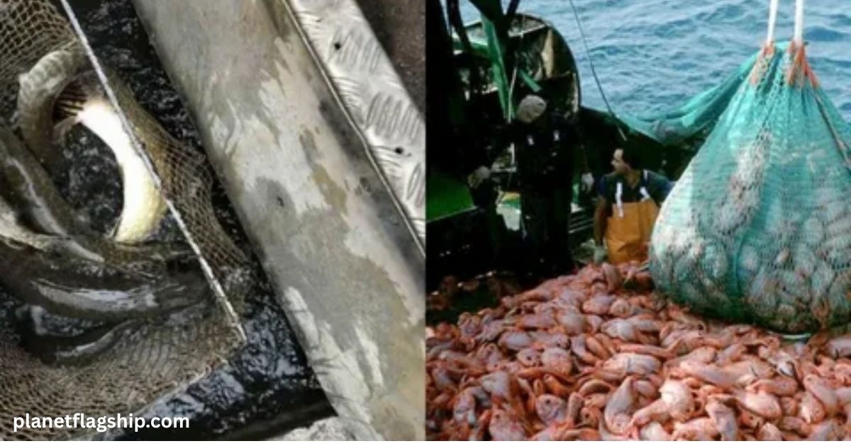 The Deadly Impact of Overfishing: Why Marine Species Face Extinction