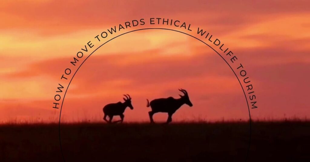 How to move towards ethical wildlife tourism