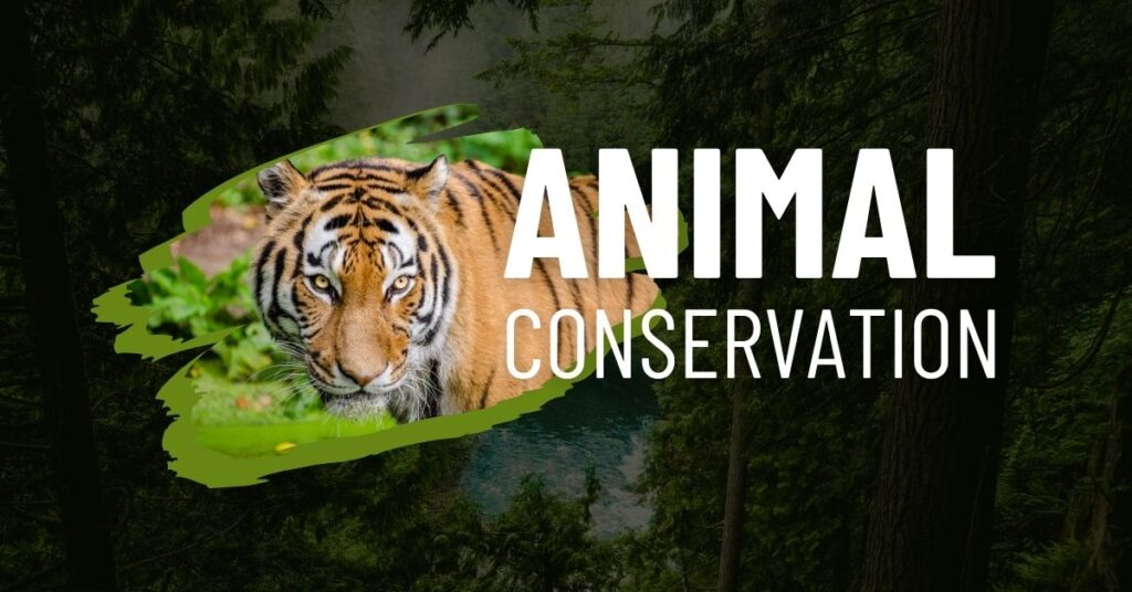 In What Way Does Wildlife Tourism Support Conservation