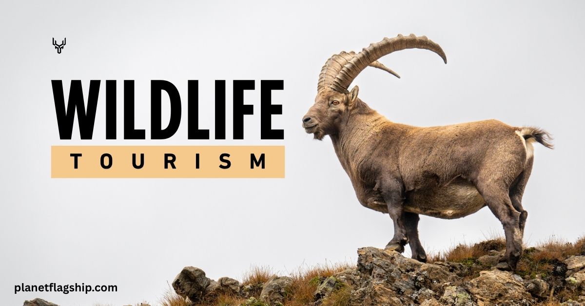 The Truth About Wildlife Tourism