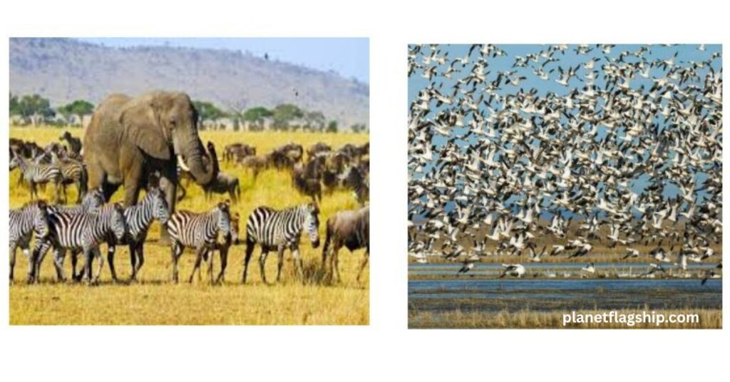 What Is Animal Migration?