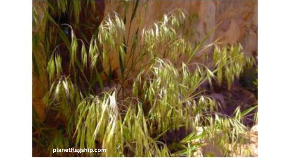 Cheatgrass (Bromus tectorum