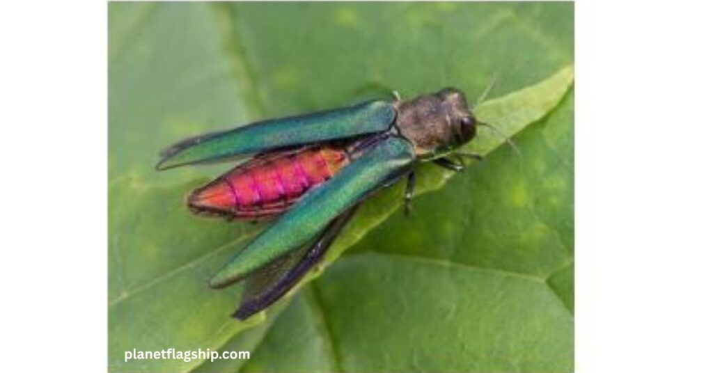Emerald Ash Borer 