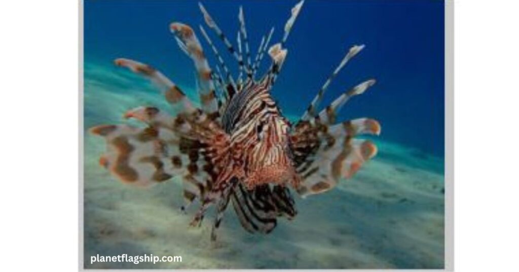 Lionfish- Biscayne National Park