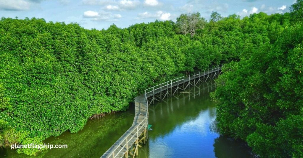 Mangrove forest in Indonesia
