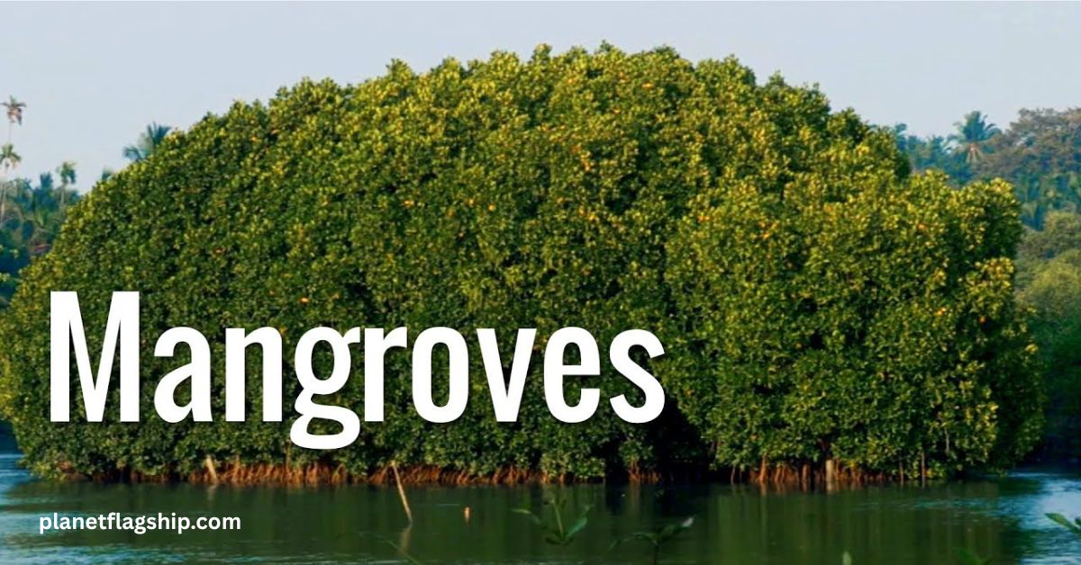 Mangroves: The Unsung Heroes of Climate Change Mitigation